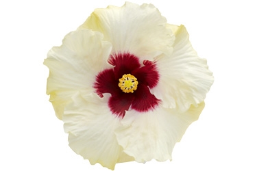 Hibiscus Boreas White Variety Thumbnail.jpg